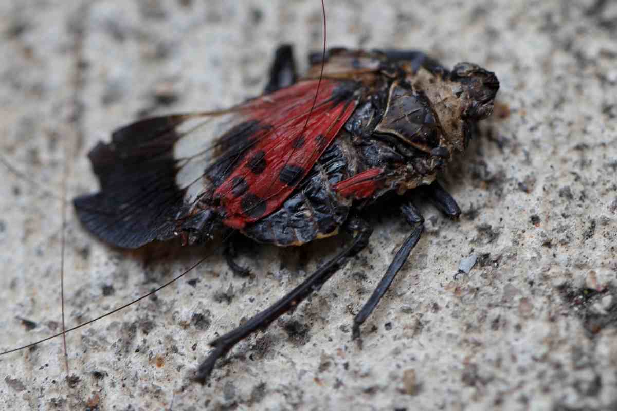 lycorma delicatula