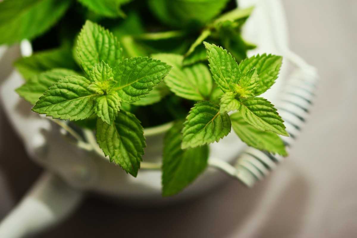 una pianta di menta