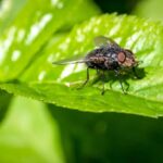 una mosca si posa su una foglia