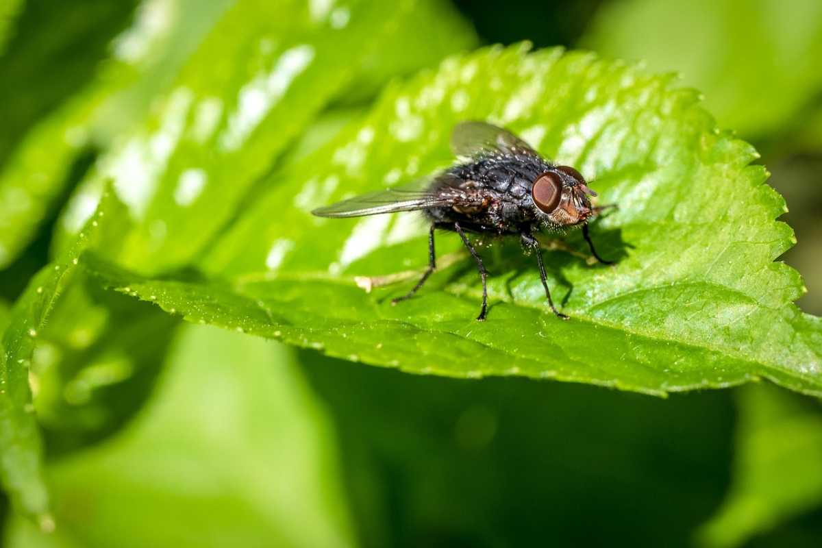 Hai il giardino invaso dalle mosche? Se segui questi consigli te ne libererai Hai il giardino invaso dalle mosche? Se segui questi consigli te ne libererai