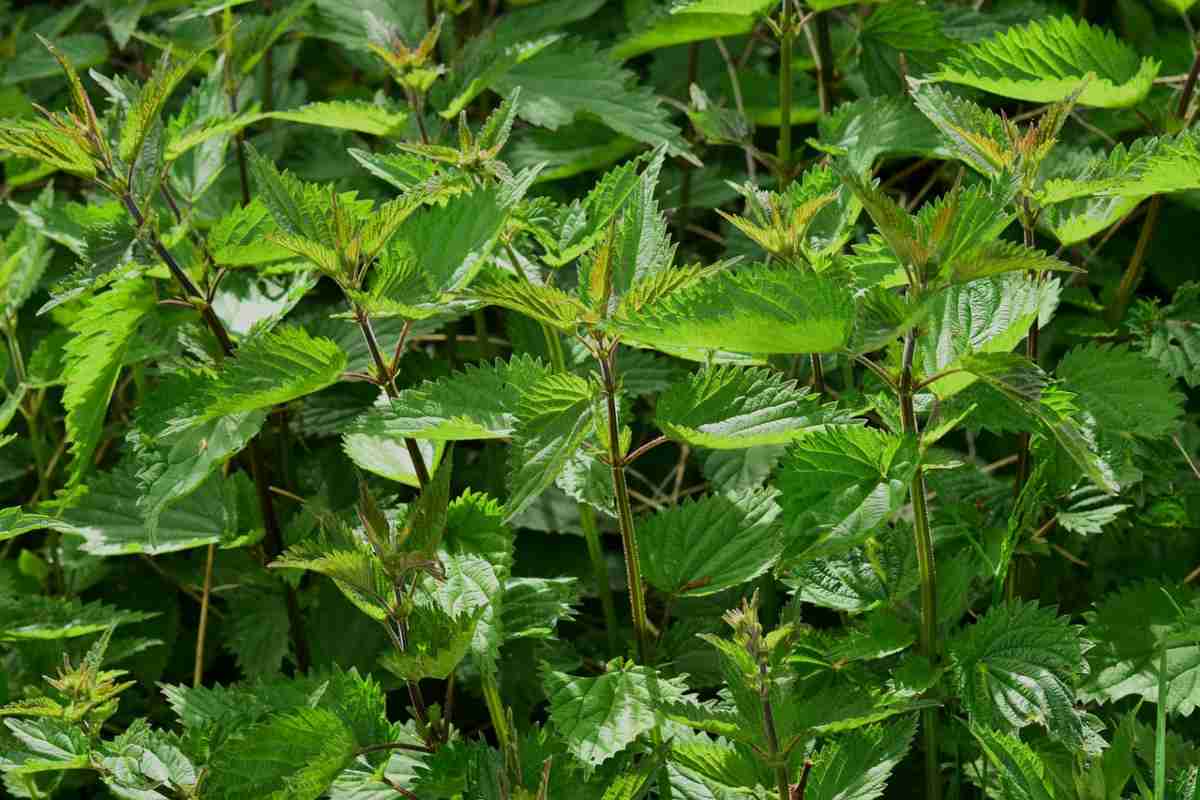 Ortica pianta