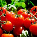 pomodori in grappolo