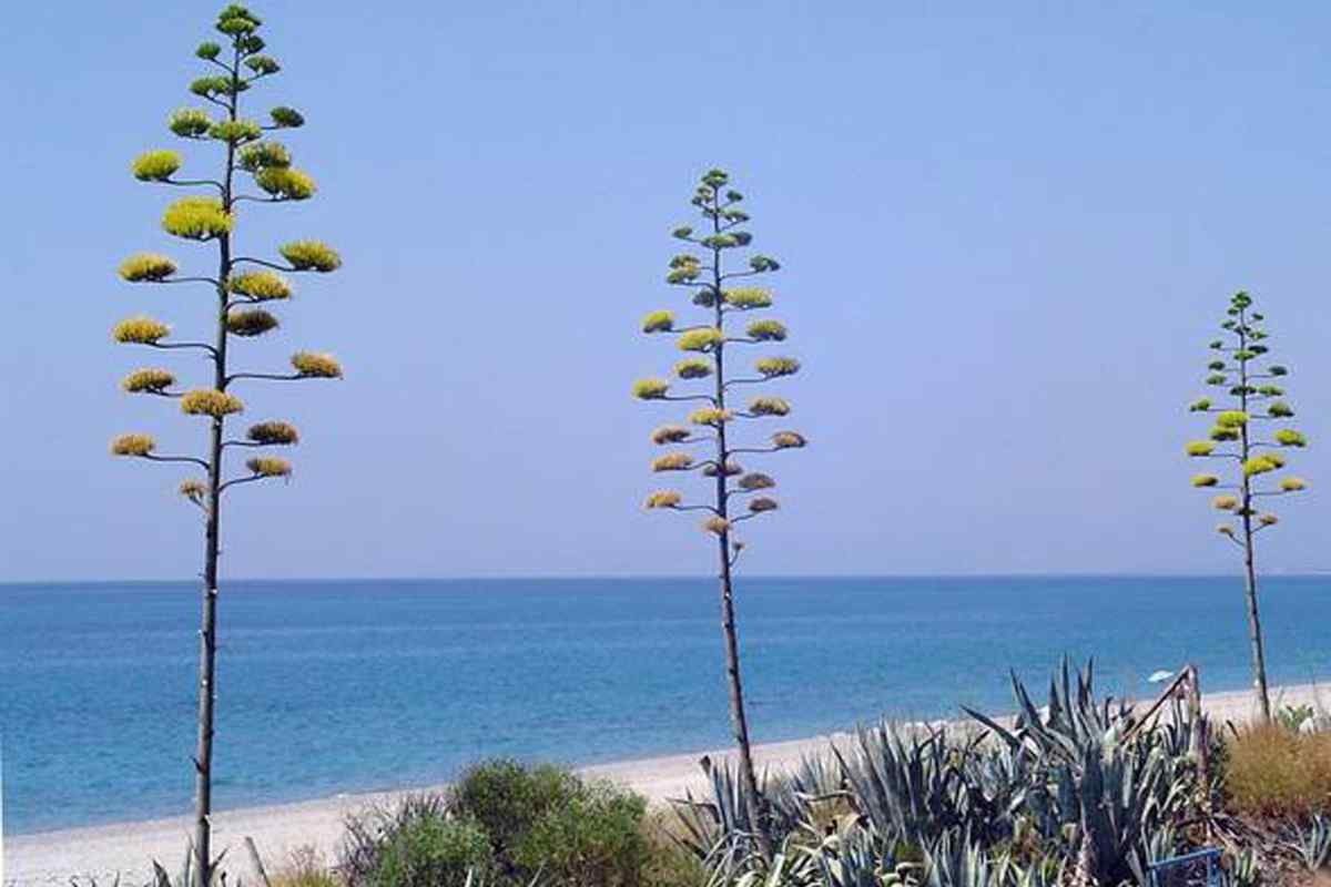 Veduta di Roccella Jonica