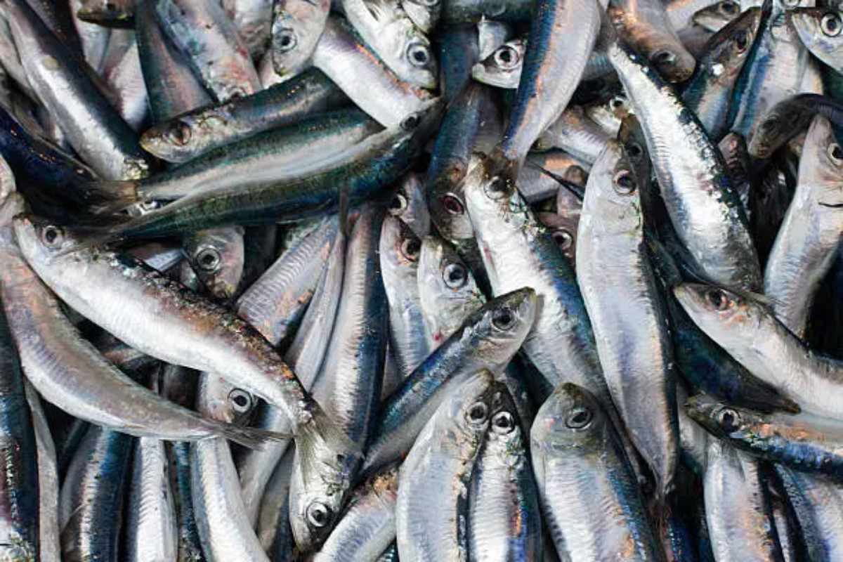 sardine
