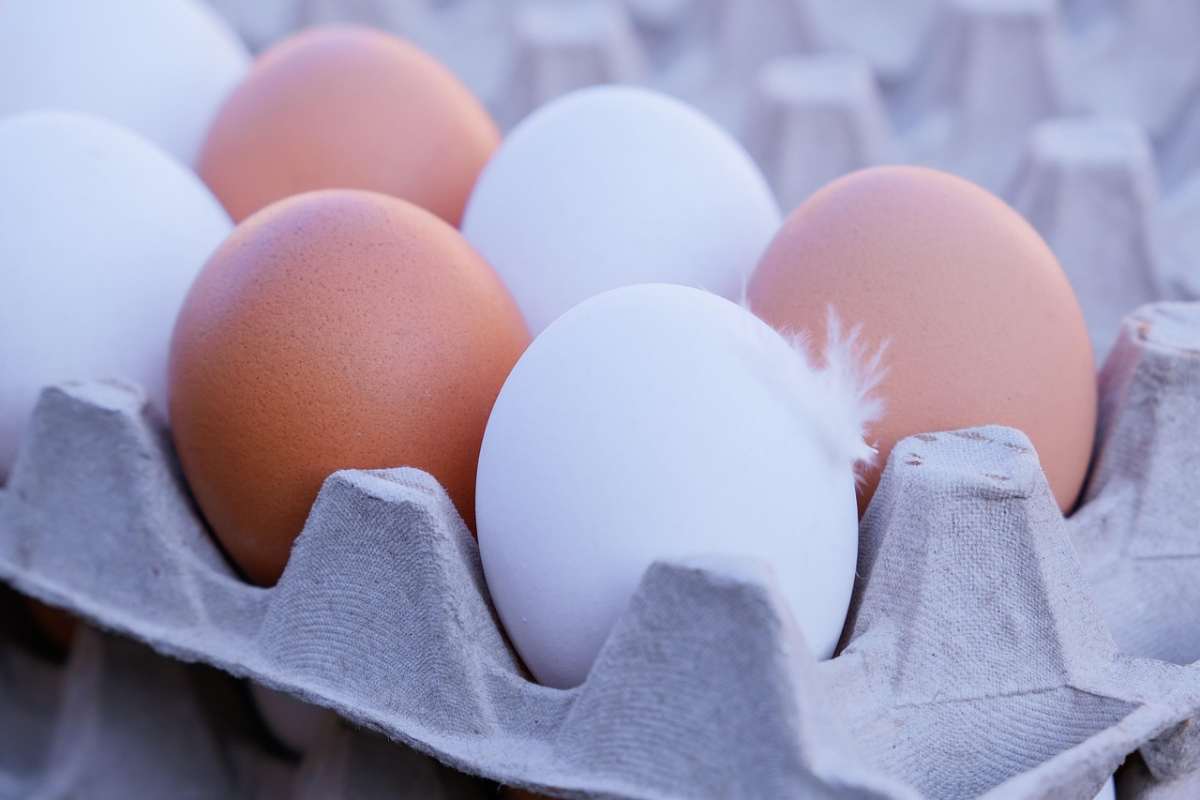 Sai riconoscere le uova fresche? Ti serve solo un po’ d’acqua, trucco svelato Sai riconoscere le uova fresche? Ti serve solo un po’ d’acqua, trucco svelato