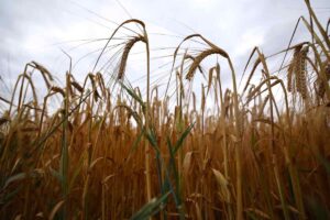 Un campo di grano