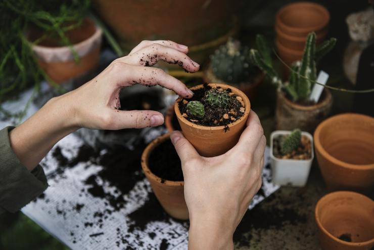 Donna che usa i fondi del caffè per arricchire la terra
