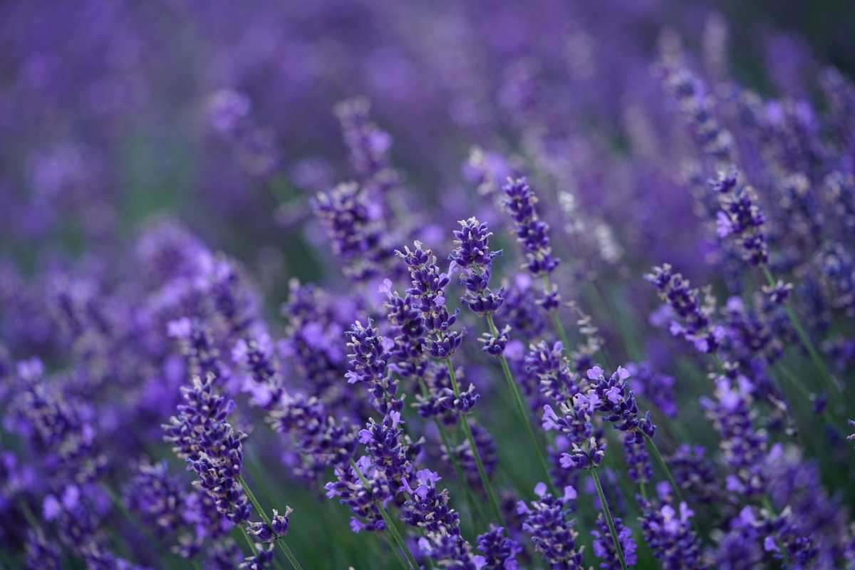 Piante di lavanda