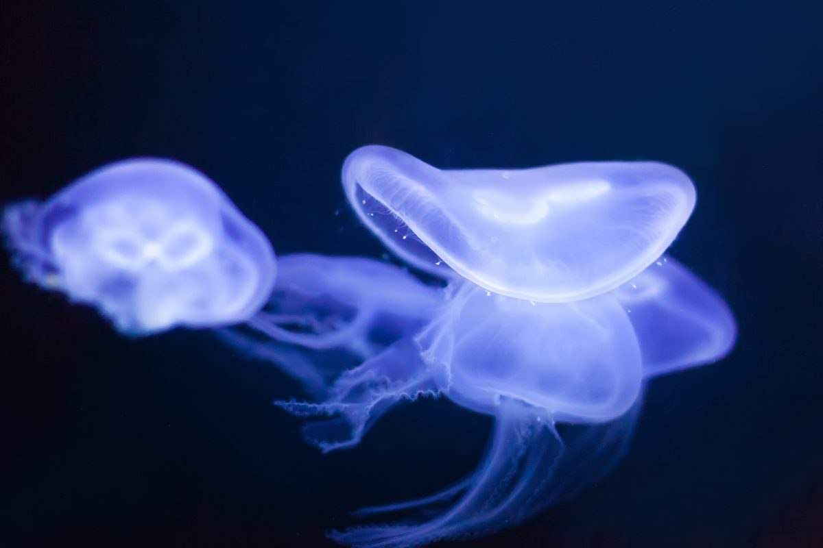Meduse in mare