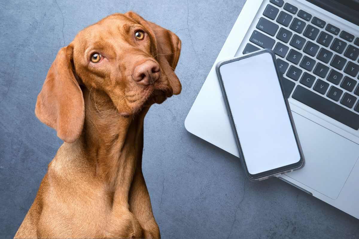 cane, smartphone e portatile