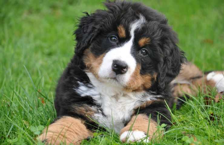 cane