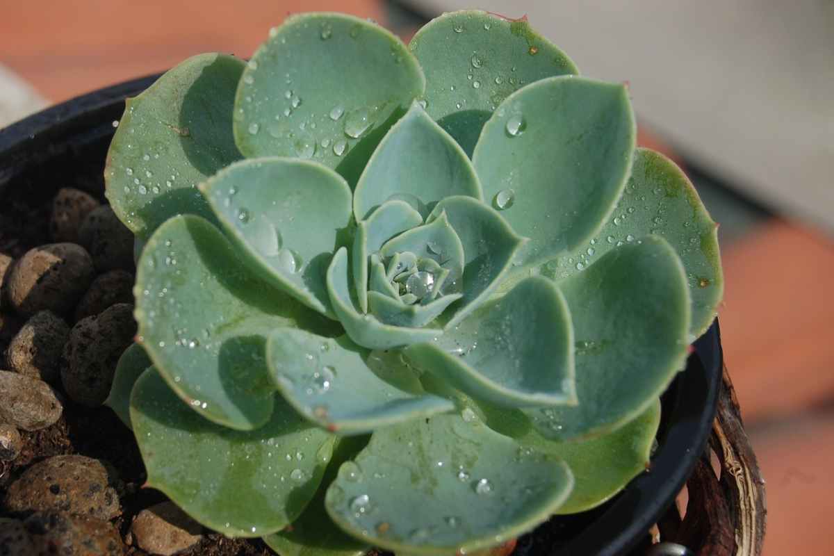 una foglia di echeveria