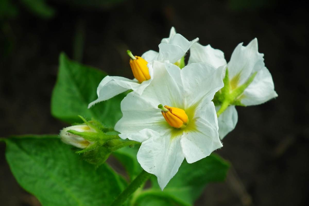 Fiori