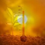 un termometro e una pianta con dietro il sole accecante