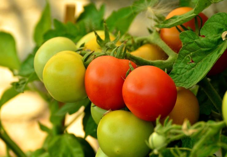 pomodori in grappolo