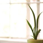 una pianta di Sansevieria
