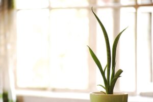 una pianta di Sansevieria