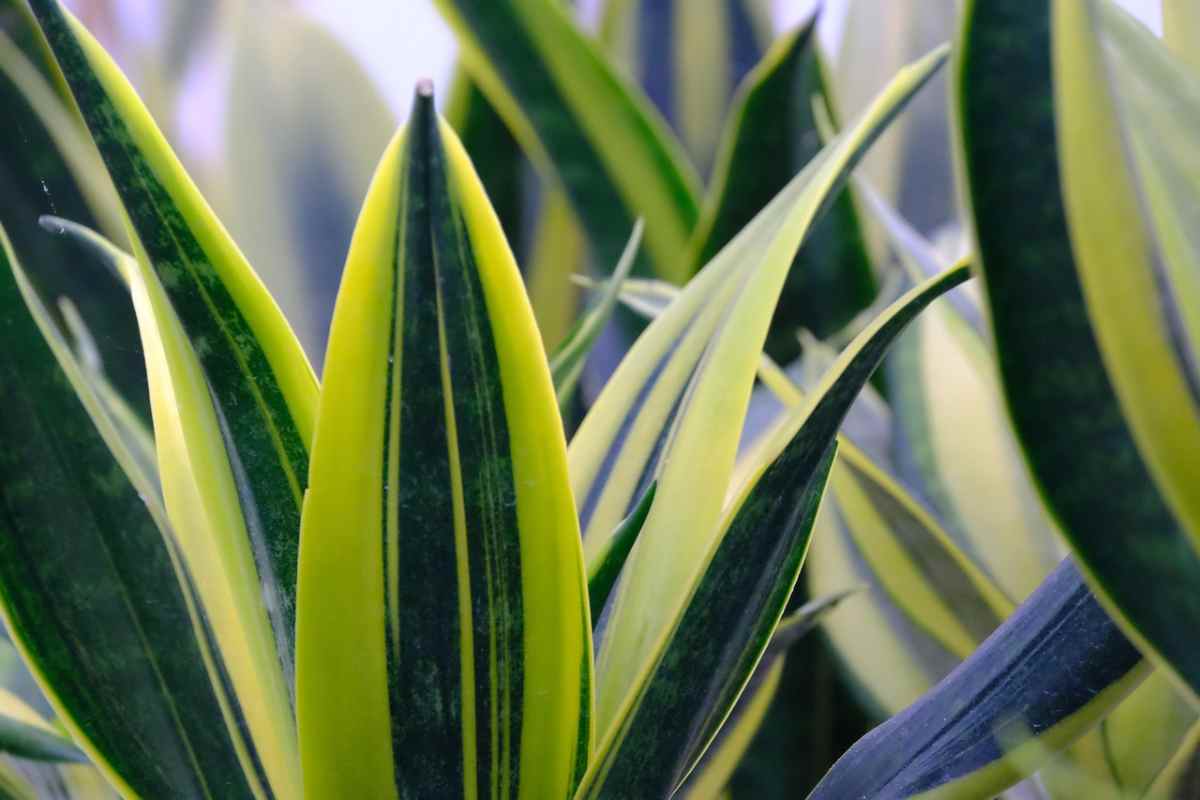 foglie della sansevieria