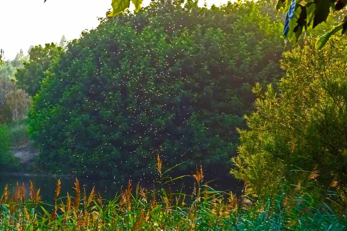 Sciame di zanzare