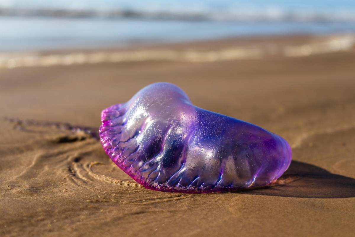 Physalia physalis, conosciuta anche come Caravella portoghese
