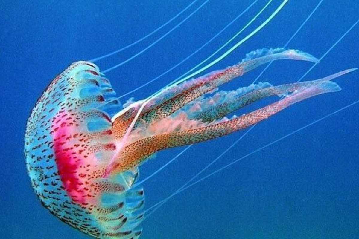 Pelagia Noctiluca, specie di medusa