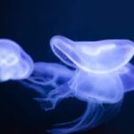Meduse in acque profonde