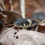 Vipera