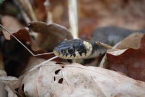 Vipera