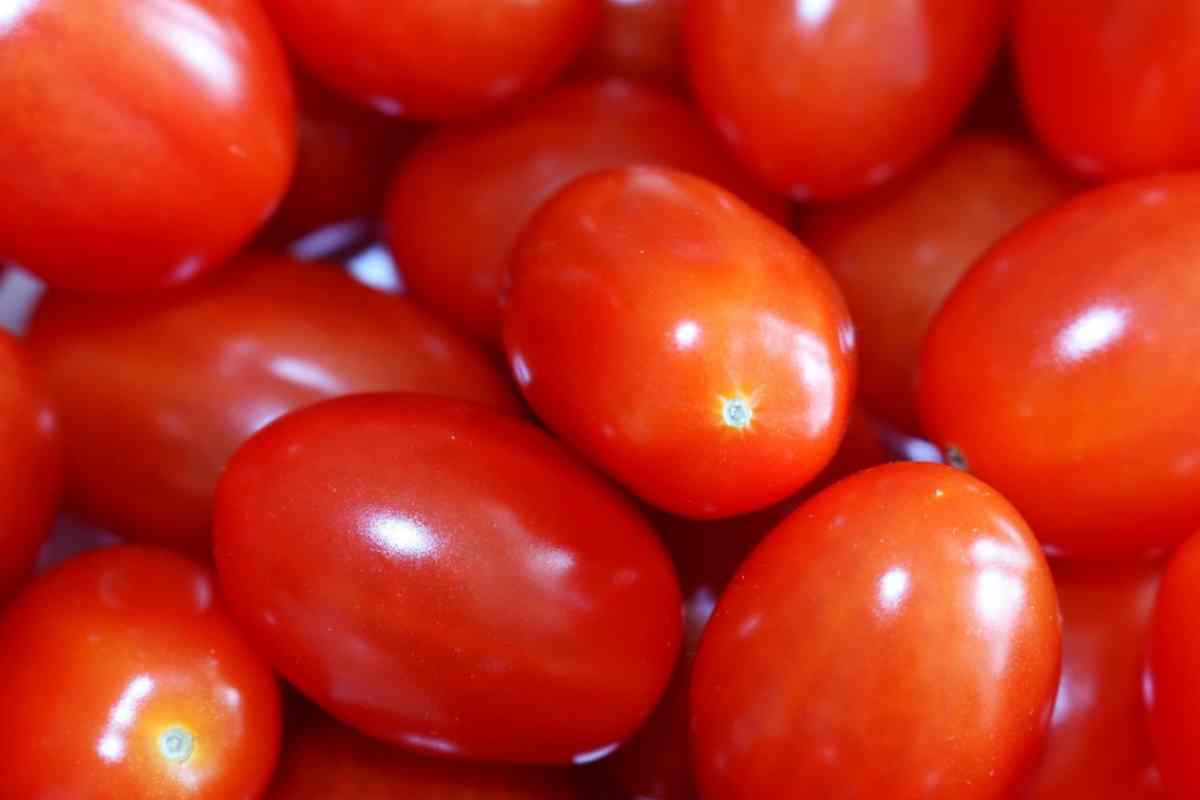 Datterini