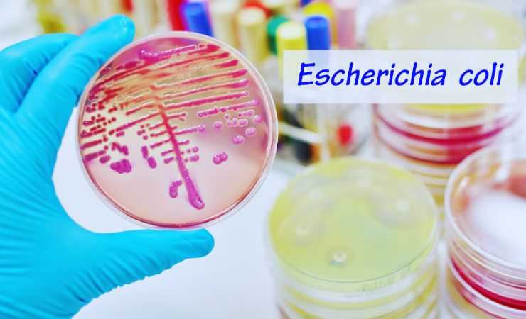 escherichia coli a tavola 