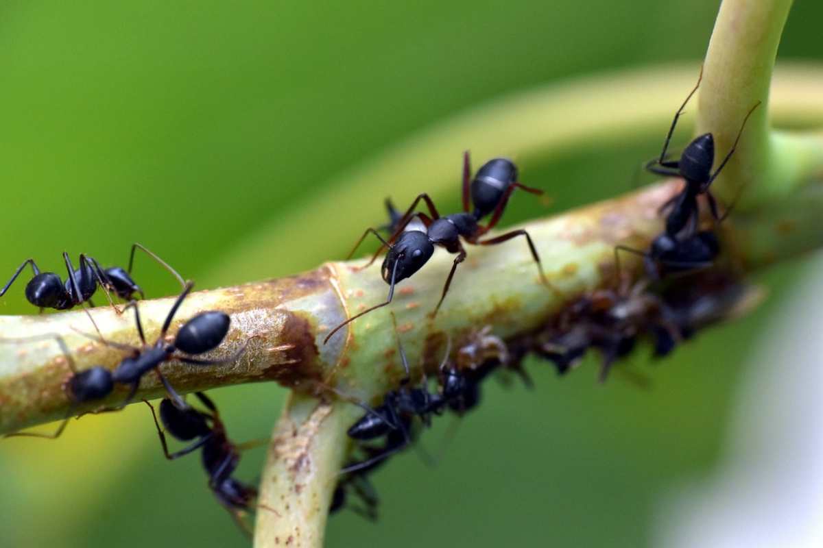 con questo trucco naturale non avrai pi249 formiche in casa incredibile
