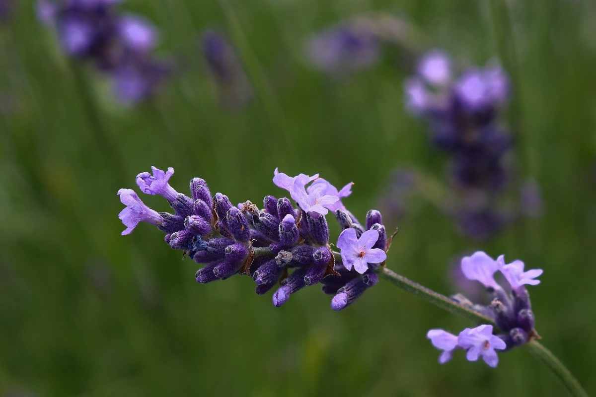 una foglia di lavanda