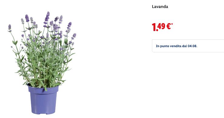 pianta Lavanda vendita Lidl