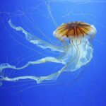 medusa nuota in acqua
