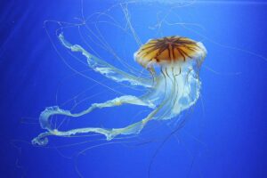 medusa nuota in acqua