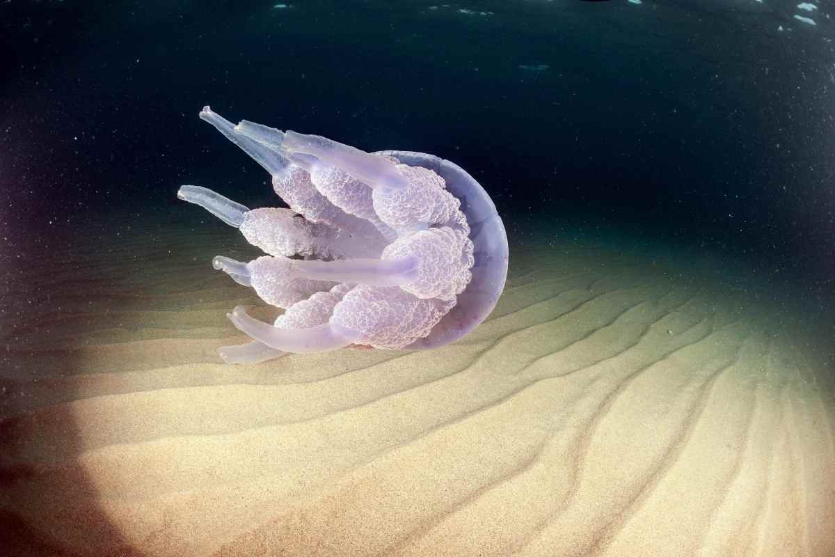 medusa nuota in acqua