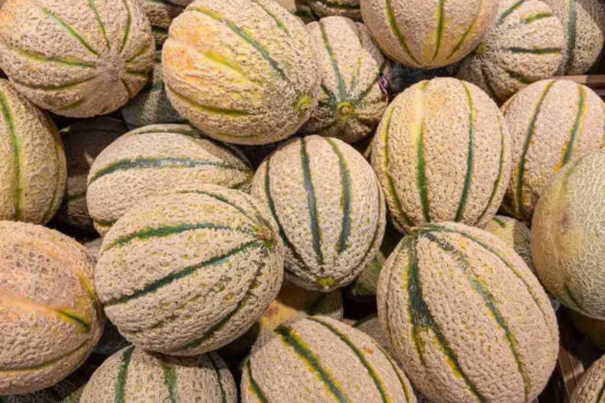 melone