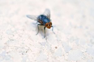Mosca
