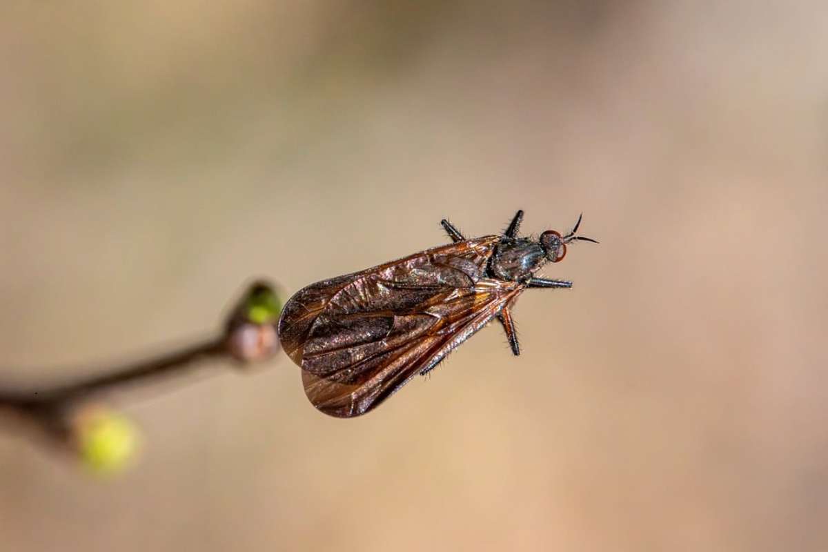 Mosca