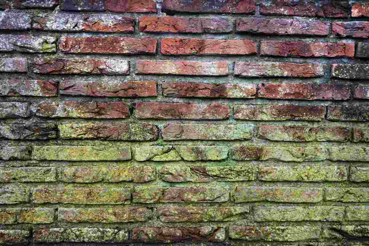 Muffa sul muro