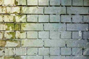 Muffa sul muro