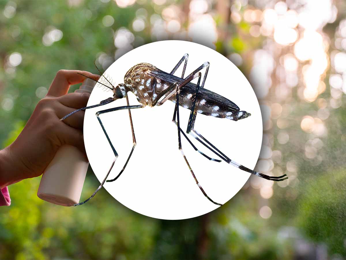 Addio alle zanzare senza repellenti chimici: ecco la soluzione definitiva Addio alle zanzare senza repellenti chimici: ecco la soluzione definitiva