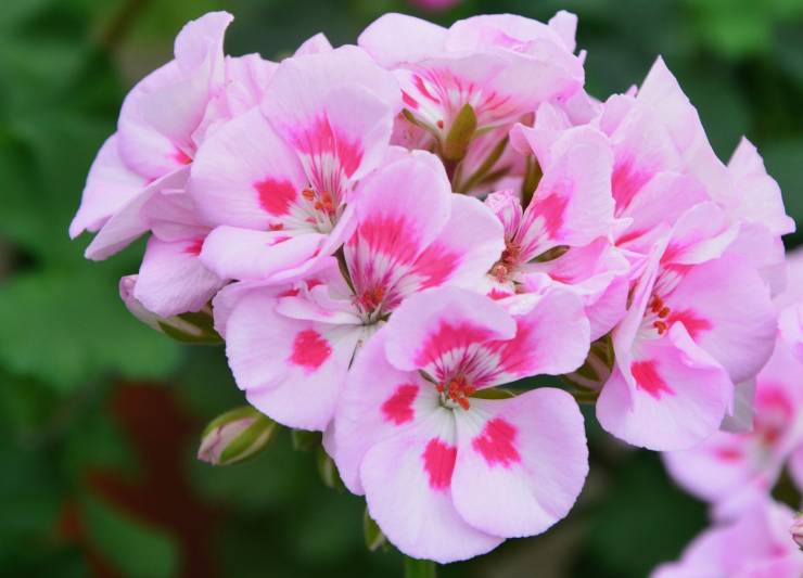 un fiore di geranio