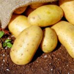 patate