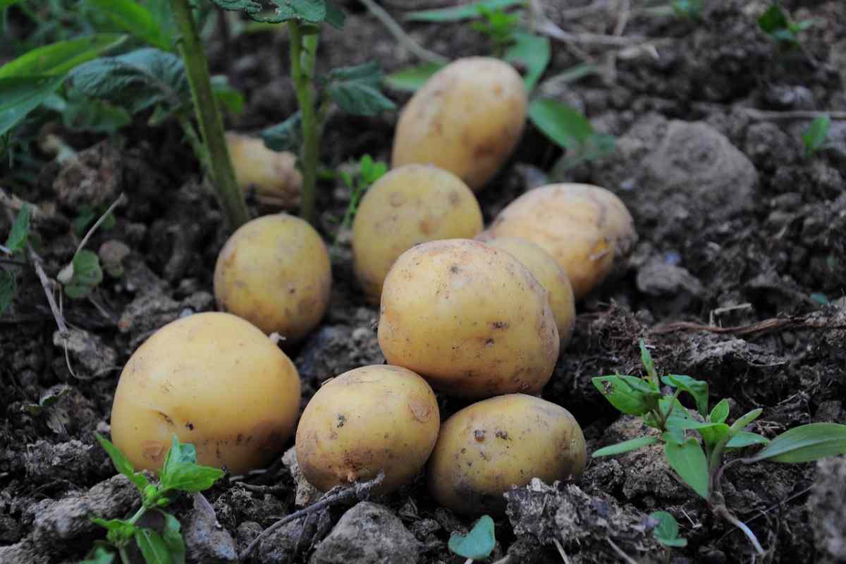 patate raccolto nell'orto