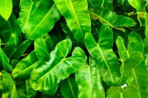 Piante