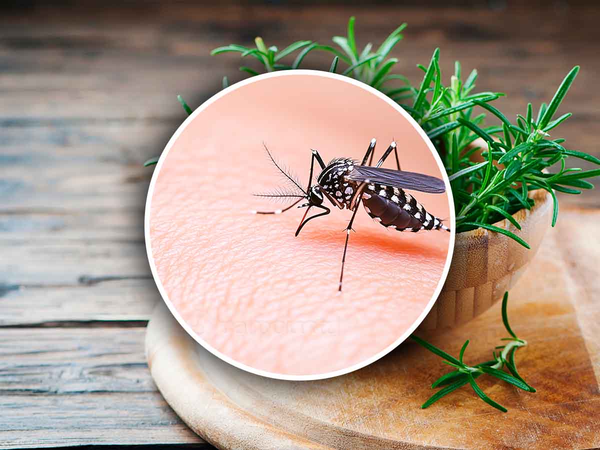 Altro che citronella, con queste 12 piante dimentichi per sempre le zanzare