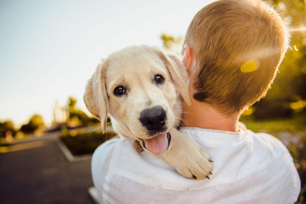 Ora puoi essere pagato per assistere il tuo animale domestico: ecco come fare