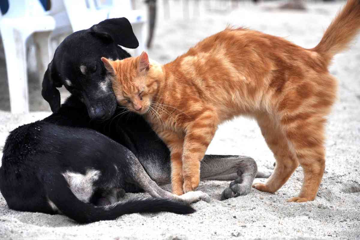 un cane e un gatto