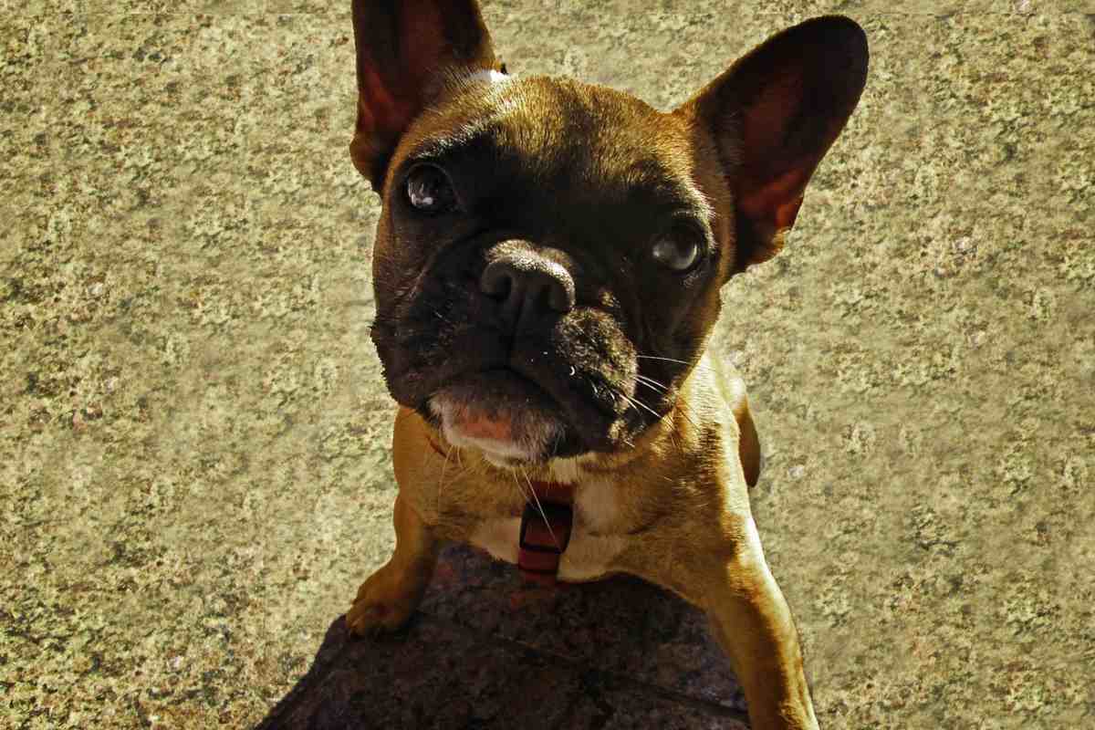 Cane
